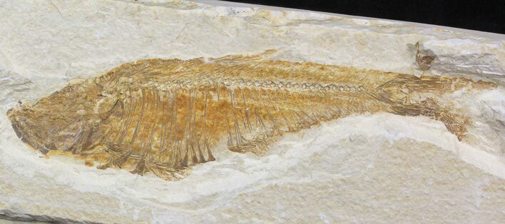 Bargain Diplomystus Fossil Fish - Wyoming #41126